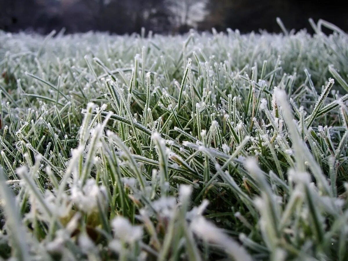 Погода заморозки. Заморозки. Весенние заморозки. Иней на траве. Иней на зеленой траве.