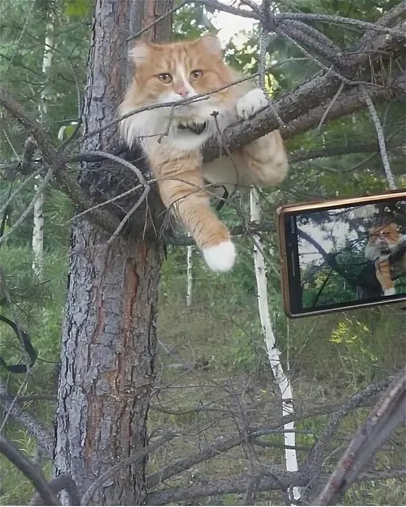 Приют для кошек томасина. Томасина приют для кошек.