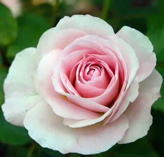 Rose blush