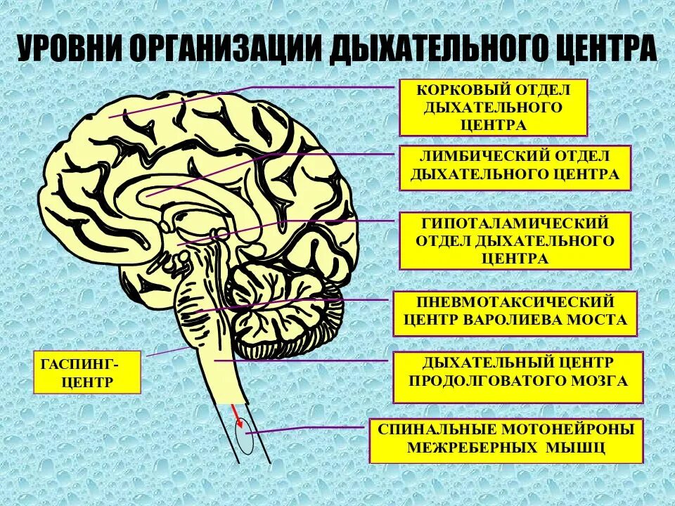 Кашлевой рефлекс какой отдел мозга. Уровни дыхательного центра. Строение дыхательного центра. Уровни регуляции дыхания. Дыхательный центр головного мозга.