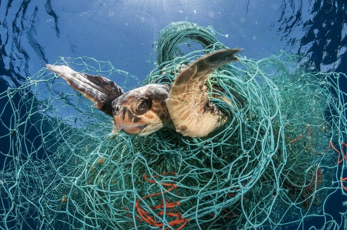Включи жизнь морских