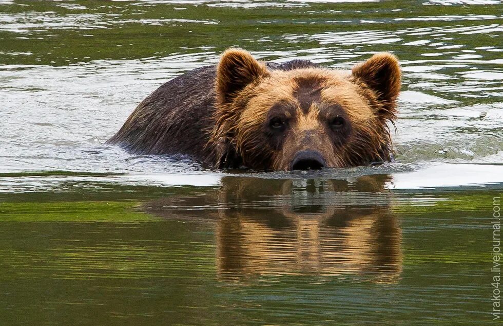 Обитатели аляски. Животные Аляски. Дикая природа Аляски. Звери Аляски. Alaska обитатели.