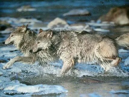 Волки под водой
