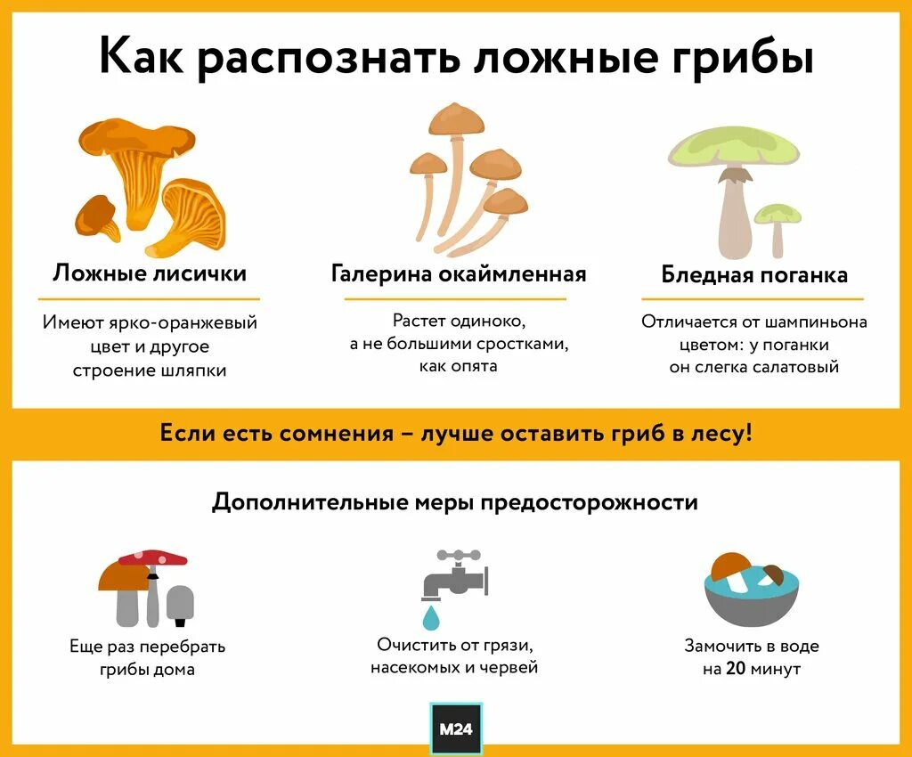 Чем полезны лисички. Гриб лисичка польза для человека. Лисички грибы польза. Как нарисовать гриб лисичку. Грибы лисички польза вред.