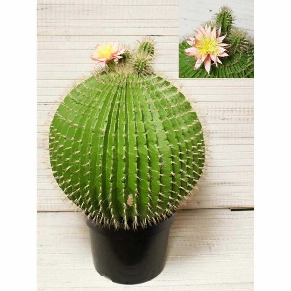 выставка кактусов в корее. кактус опунция в горшке. кактус спб. кактус спб. никитский ботанический сад кактусы.