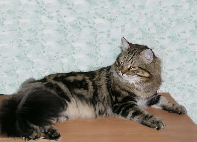 Окрас n22 Сибирская кошка. Сибирский кот Баюн.