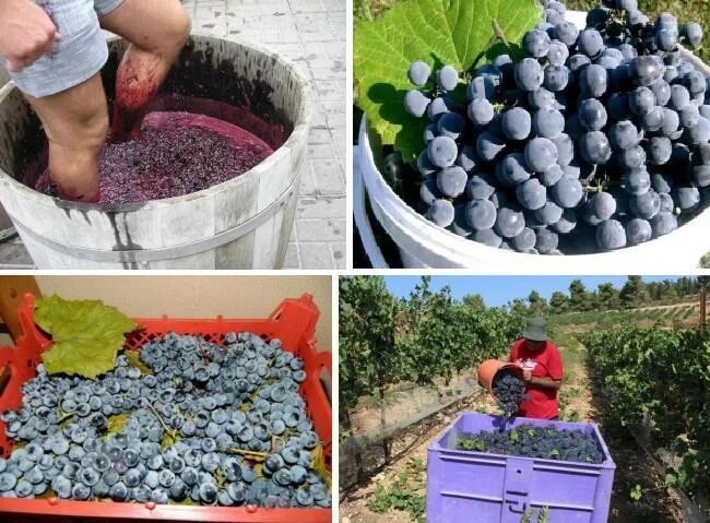 10 килограмм винограда. Из какого винограда делают вино. Закупка винограда для производства вина.