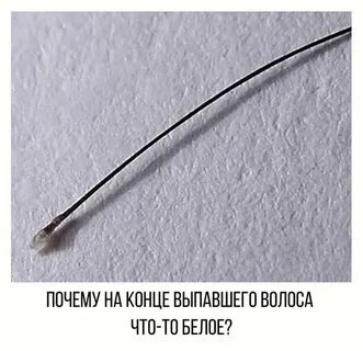 Белые волосяные луковицы
