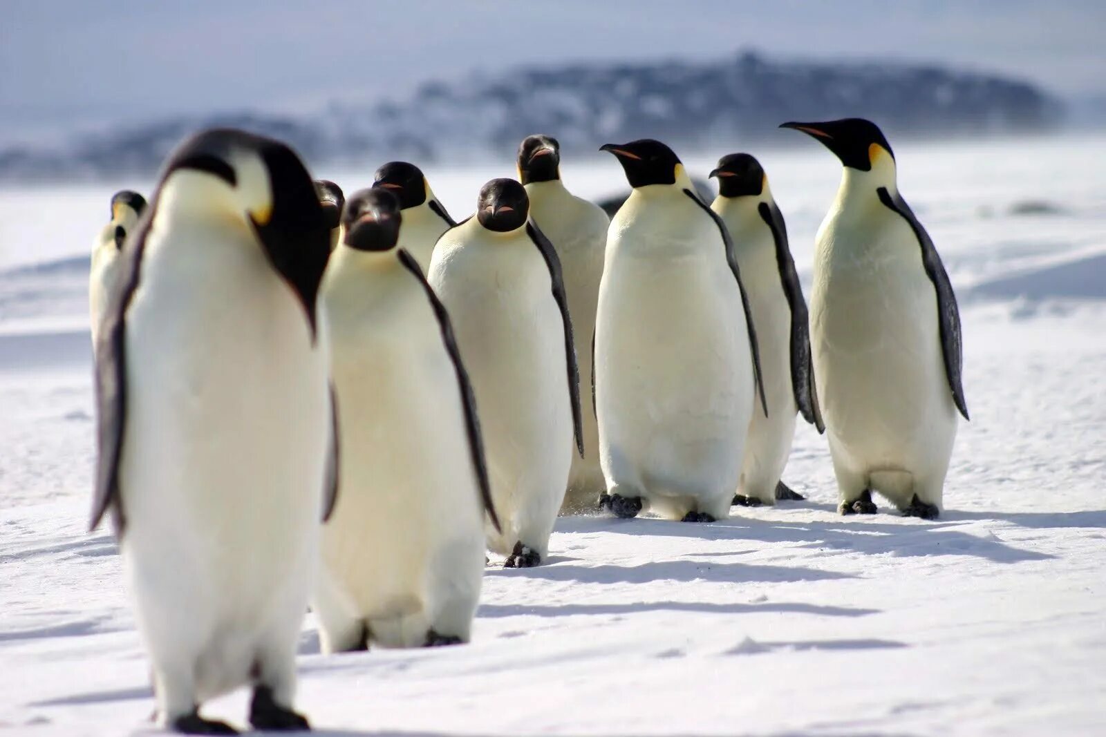 Императорские пингвины живут