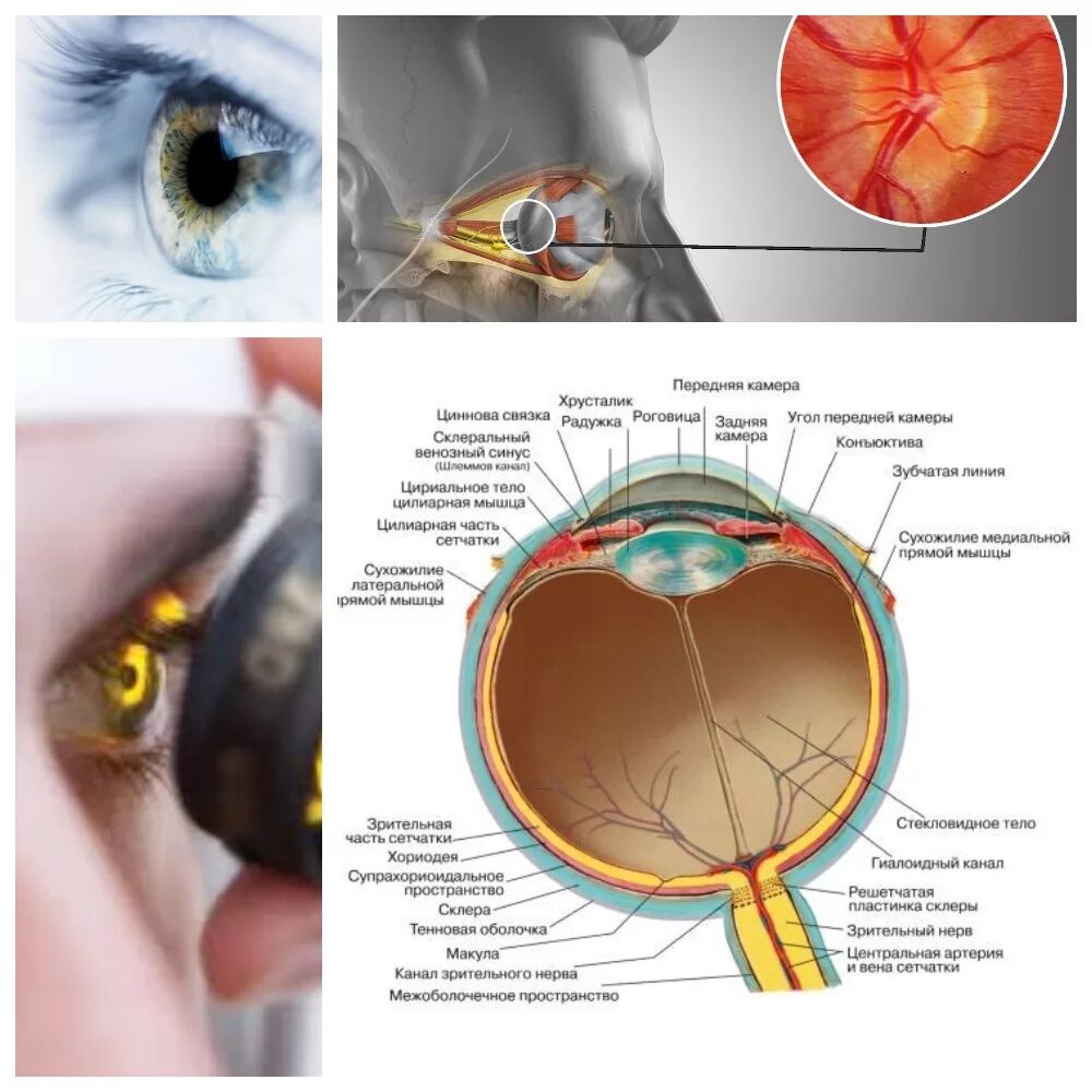 Структуры глаза зрительный нерв. Зрительный нерв глаза анатомия. Строение зрительного нерва глаза. Строение глаза ЗР тельняй Неов. Строение зрительного нерва глаза офтальмология.