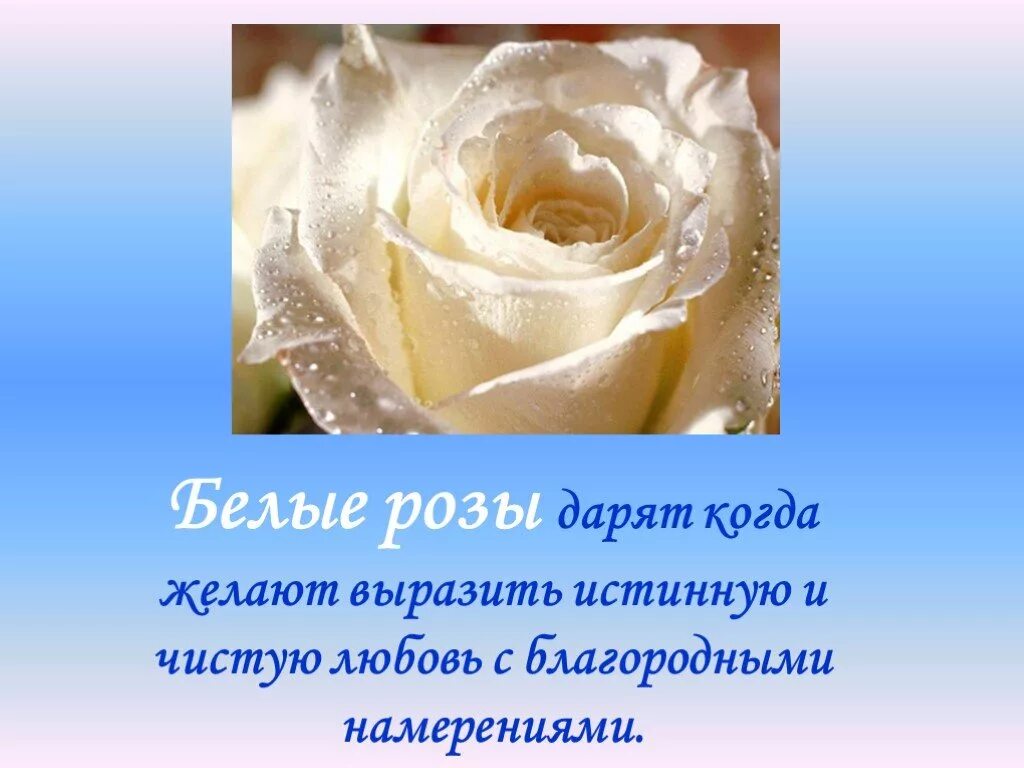Белые розы смысл. Белые розы. Что означают белые позв. Что обозначают белые розы. Белые розы значение на языке цветов.
