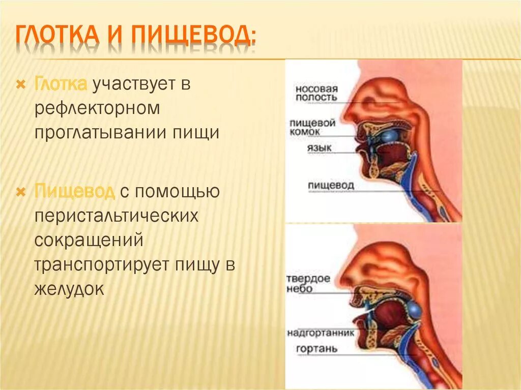 Строение гортани и пищевода. Глотка гортань пищевод. Горло и пищевод строение. Строение носоглотки и пищевода.