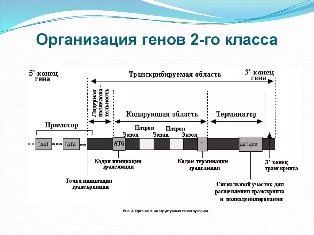 Гены класса 2 эукариот строение. Строение структурного Гена эукариот. Структура Гена 2 класса. Строение Гена Интрон Экзон.