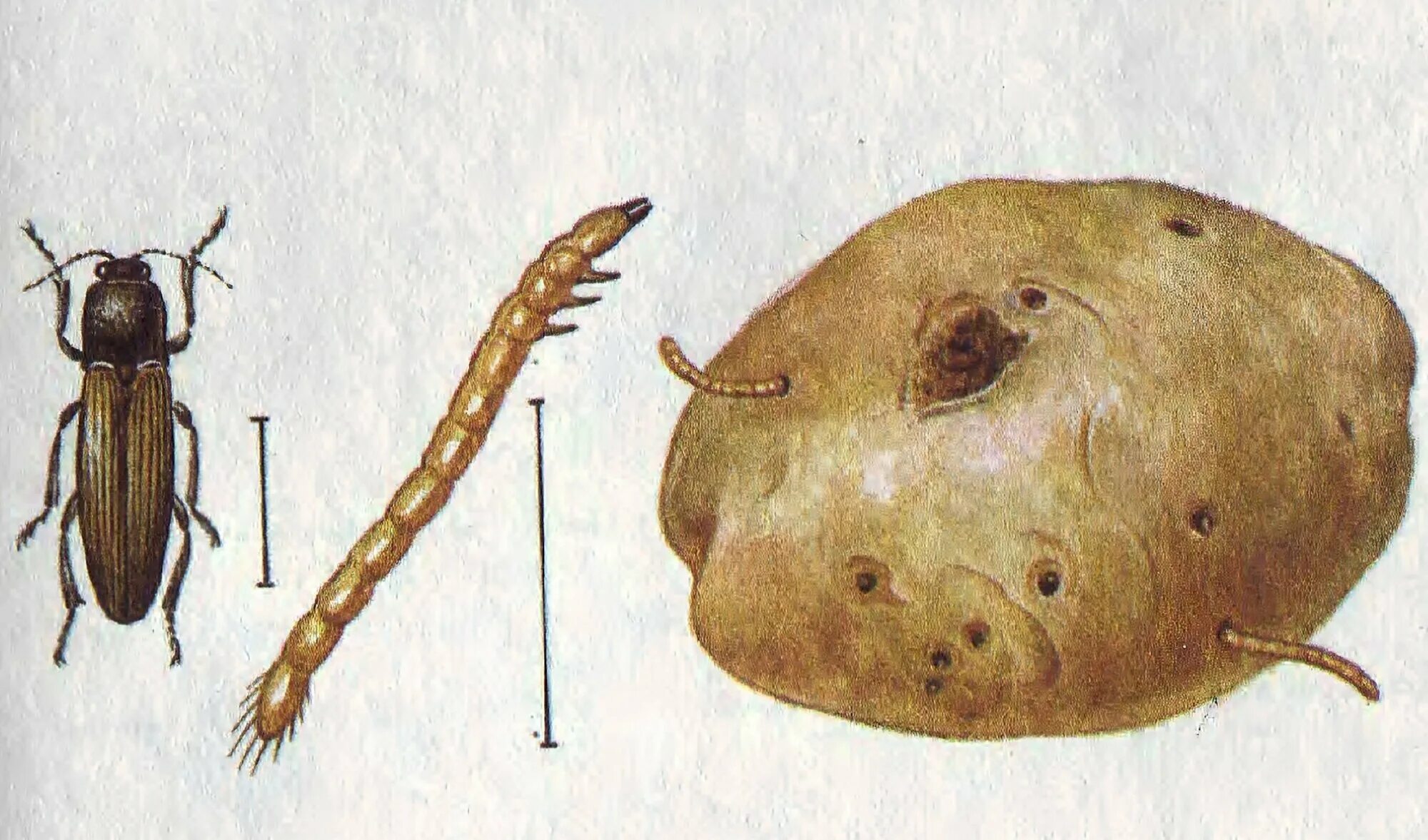 Щелкун (проволочник). Борьба. FitoPatologia.ru