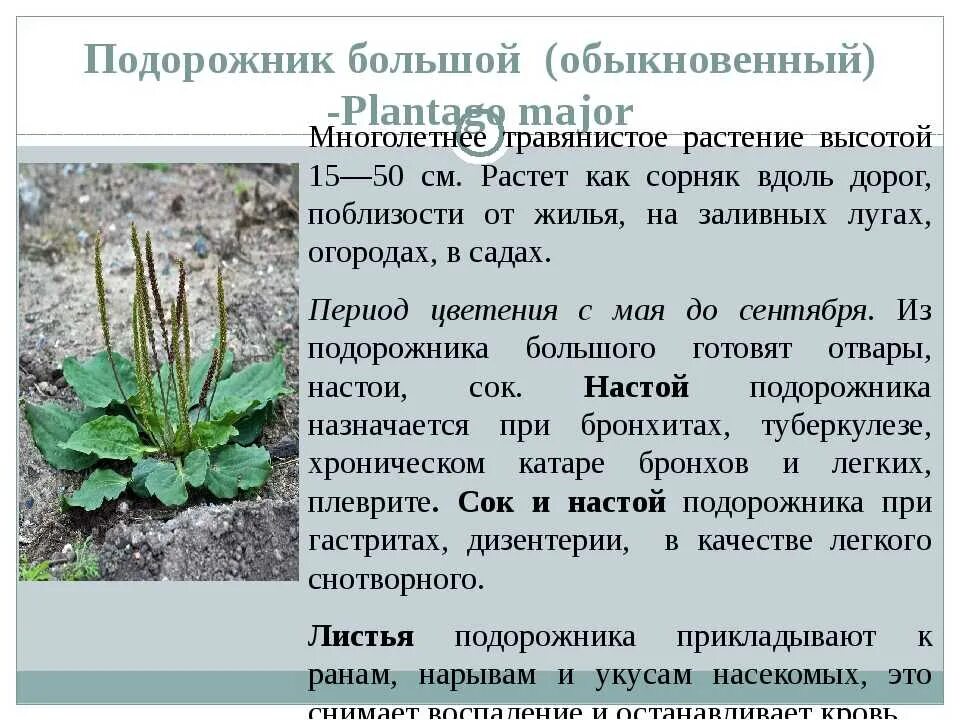 Подорожник дорога 4 класс. Подорожник однолетний или многолетний. подорожник описание растения. описать подорожник. подорожник описание для детей.