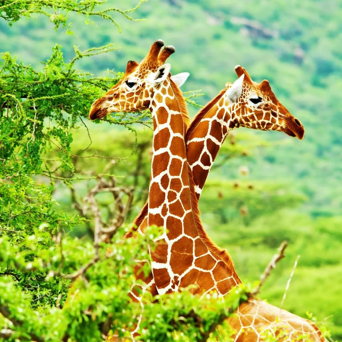 Где живет жираф на каком материке. Жираф обитает. Живые Жирафы. Места обитания Жирафов. Где живет Жираф.