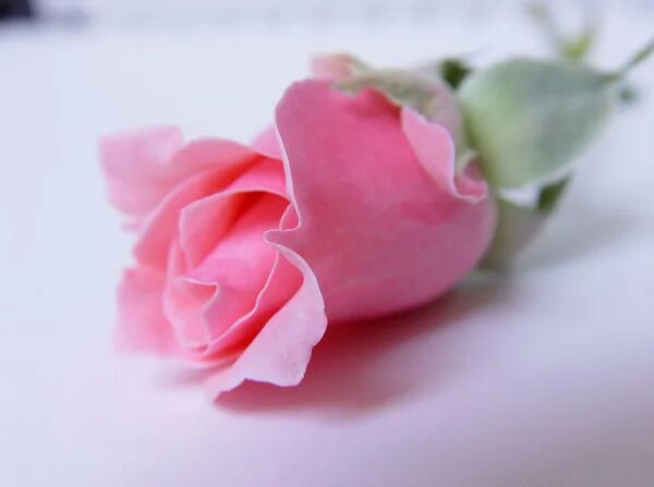 Нежные открытки с благодарностью. Спасибо открытки красивые. Спасибо нежные цветы. Нежный цветок. Благодарность картинки.