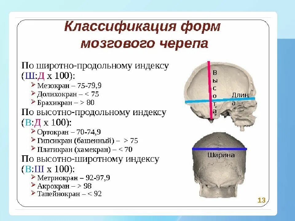 Окружность головы 35. Классификация форм мозгового черепа. Формы черепа человека в норме. Кость черепа человека толщина. Толщина костей черепа человека в норме.