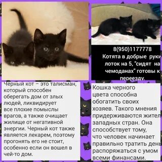 Имя для котенка черного цвета