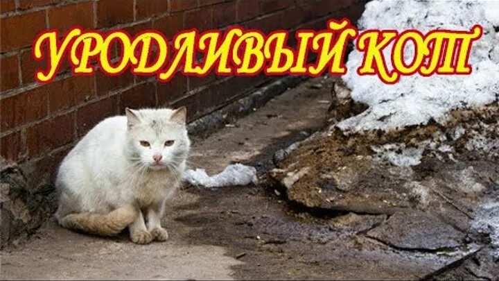 Уродливый кот стихотворение. Стих про кота грустный уродливый кот.