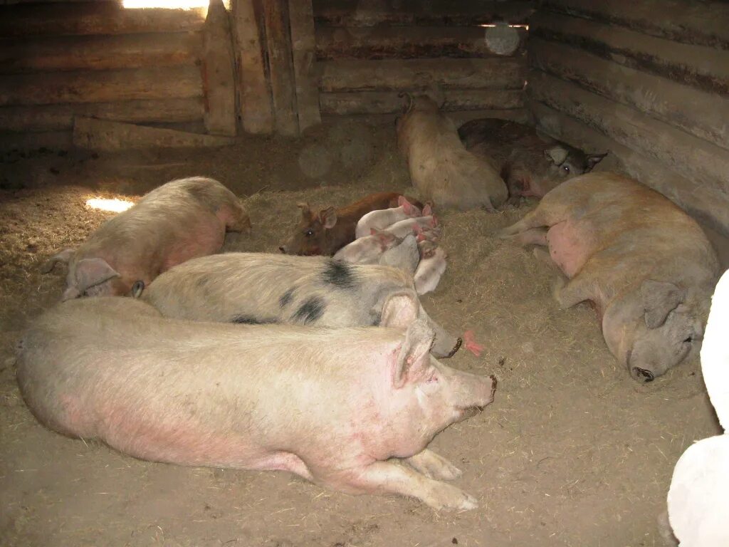 Личное хозяйство свинья. Орел свинью