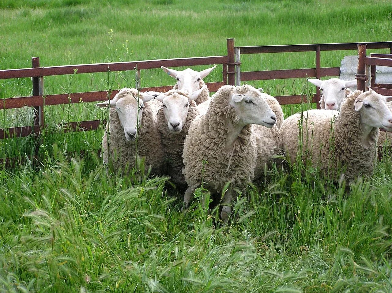 Ярок ягненок. Овцеводство ферма. Ферма овец Крекшино. Ферма овец Жабкино. Загон для овец.