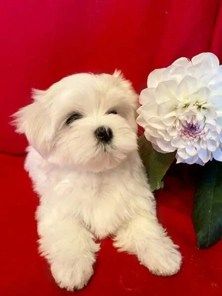 Pin by Jessica Cilley on animals ✿ Cute baby animals, Cute dogs, Cute little pup