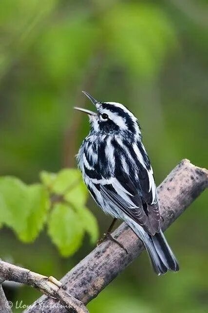 Маленькая полосатая птица. Пегий певун. Пегий певун / Black-and-White Warbler (Mniotilta Varia). Пегий певун птичка. Полосатая древесная Славка.