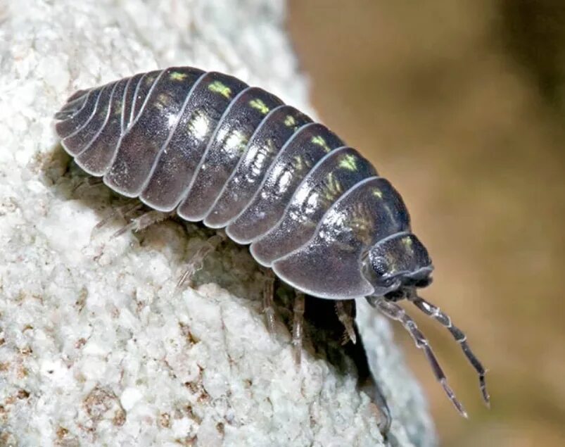 Мокрица относится к ракообразным. Мокрицы armadillidium vulgare. жук мокрица броненосец. мокрица-броненосец обыкновенная. porcellio laevis.