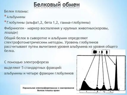 Бетта гамма это