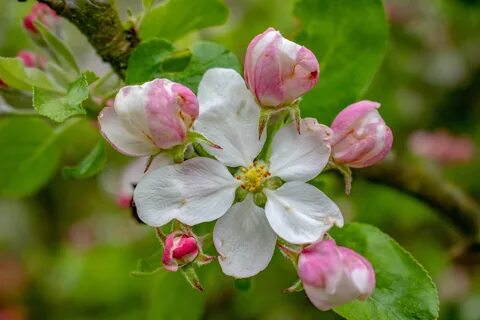 Apple blossom