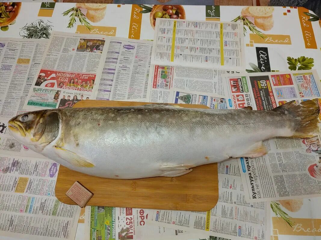 Горбуша непотрошеная. Кунджа тихоокеанская. Форель радужная стейк. Кунджа жареная. Кунджа рецепты.