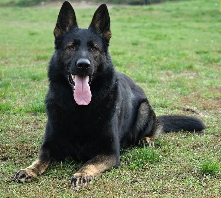 Maximus German Shepherd 6 Week Dog Aggression Residential Dog Training You