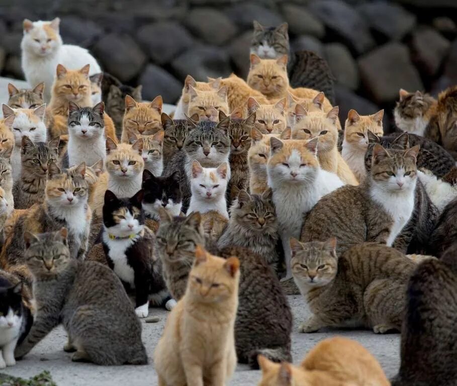 Много кошек. Разные котята. Несколько кошек. Смешные кошки много. Много котят.