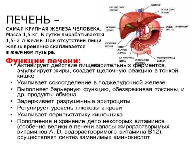 К какому органу относится печень