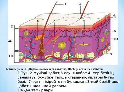 1 эпидермис