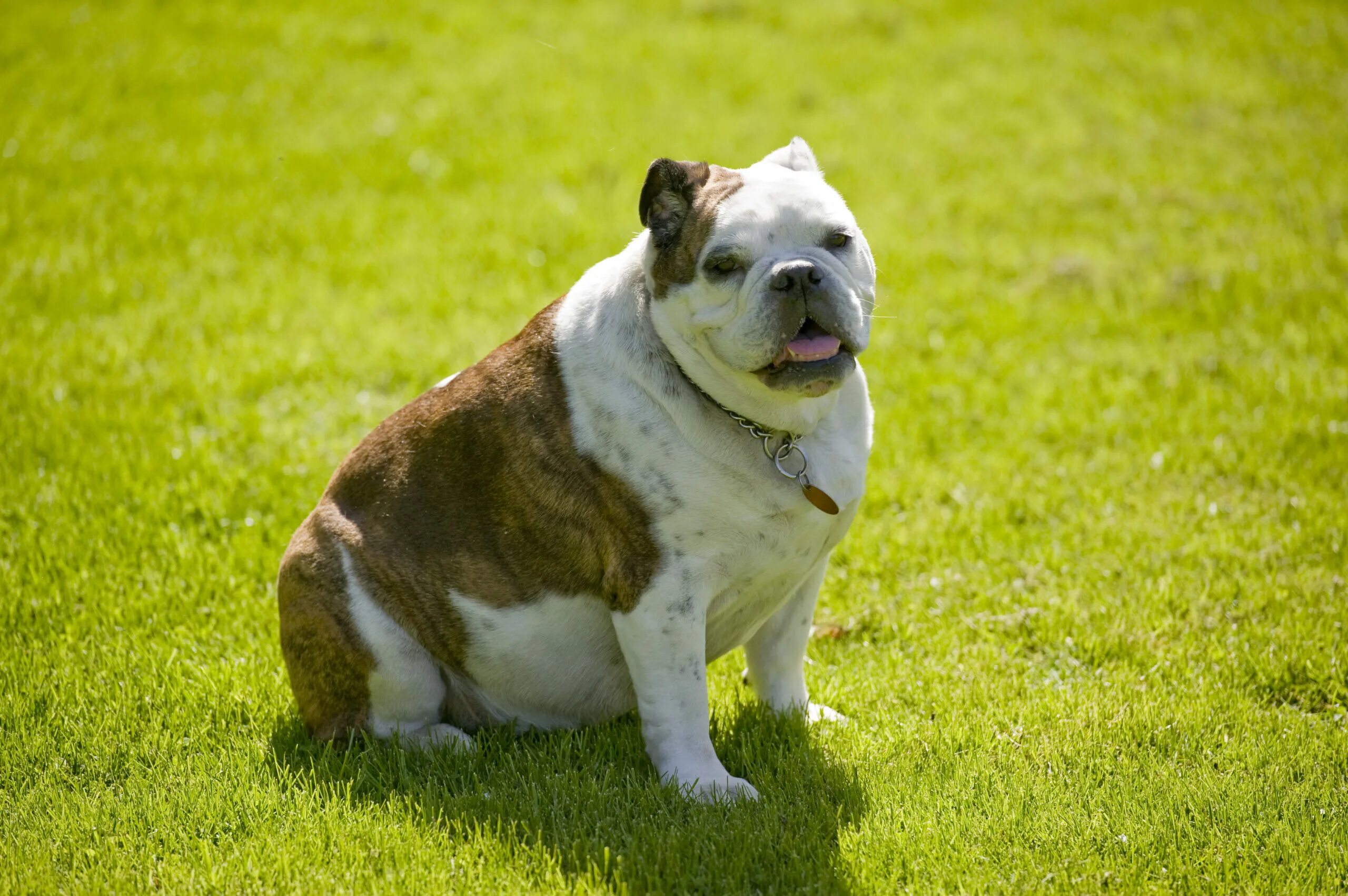 Толстая маленькая собака. Ожирение у собак. Толстый бульдог. Толстая собака. Порода собак бульдог толстый.