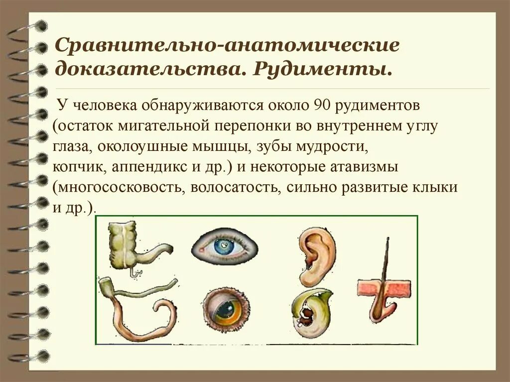 Сравнительно анатомические доказательства эволюции это