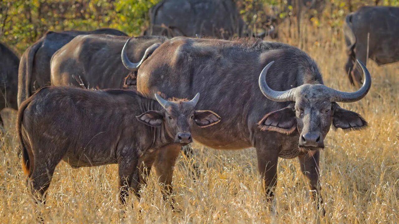 Как называется буйвол. Азиатский буйвол рогач. buffalo buffalo buffalo buffalo buffalo buffalo buffalo buffalo. буйвол буффало. кентус буйвол.