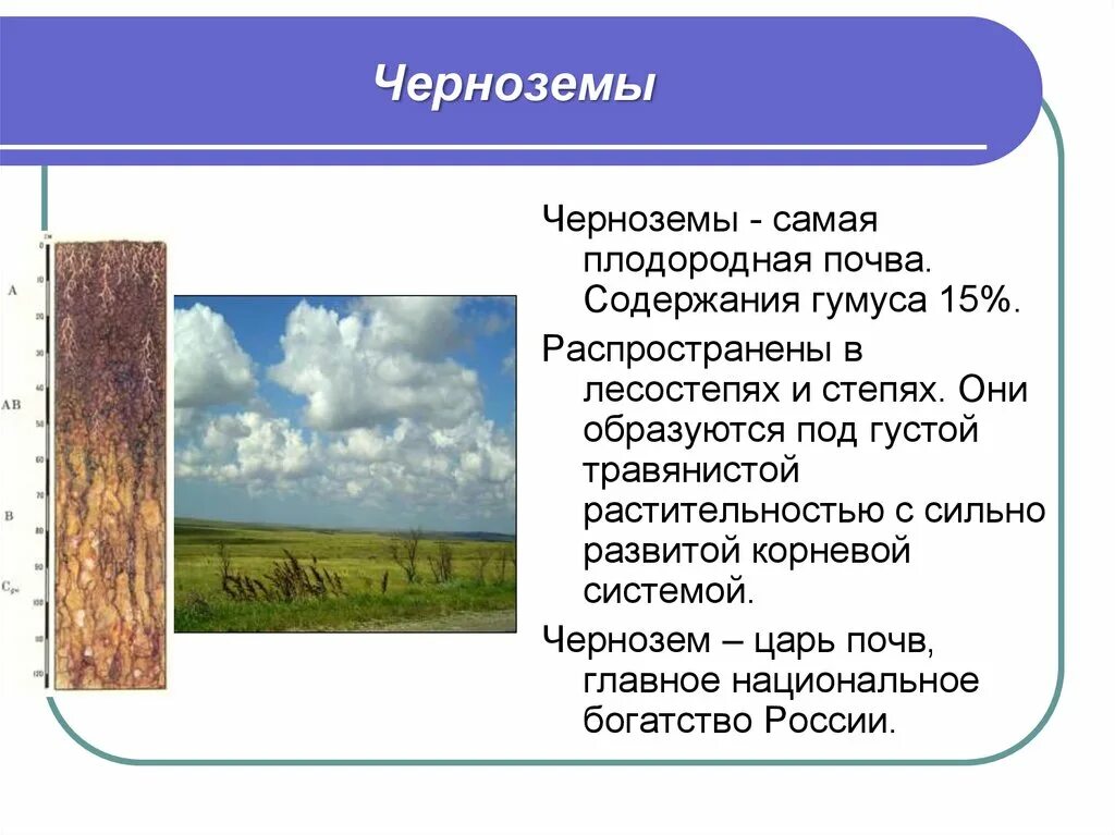 Какая природная зона самая плодородная почва чернозем. Почвы лесостепи. Лесостепи и степи почва. Чернозёмы лесостепи почвы. Почвы степей и лесостепей в России.