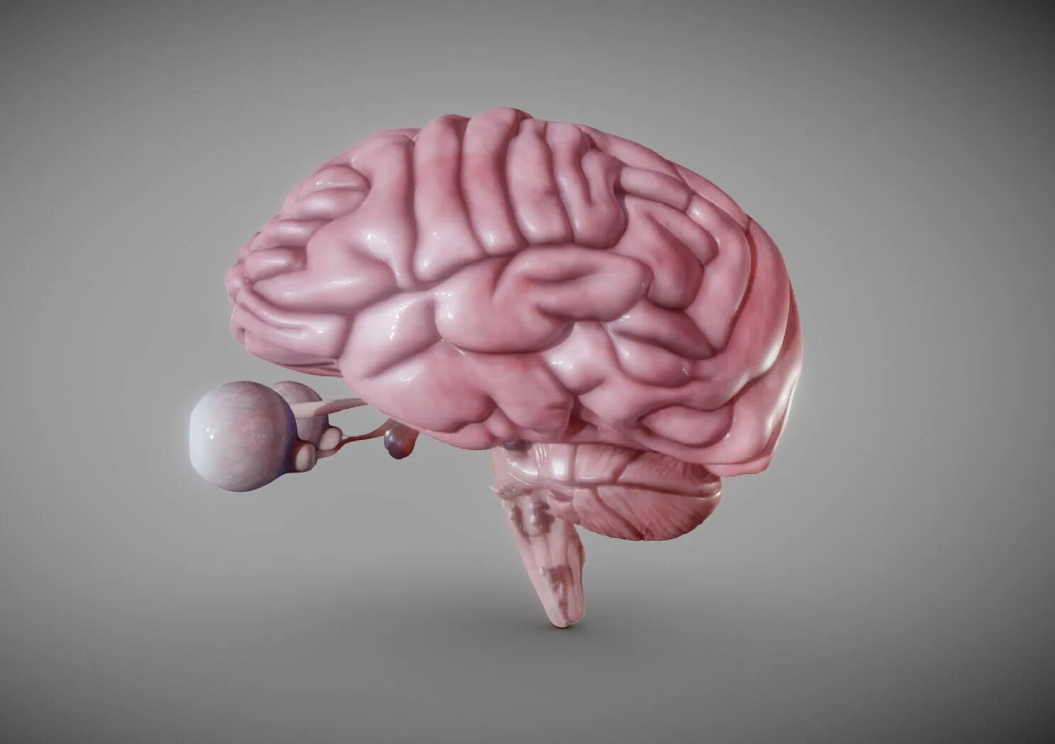 Brain model. Модель мозга.