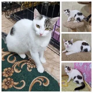 Кошка 10 месяцев