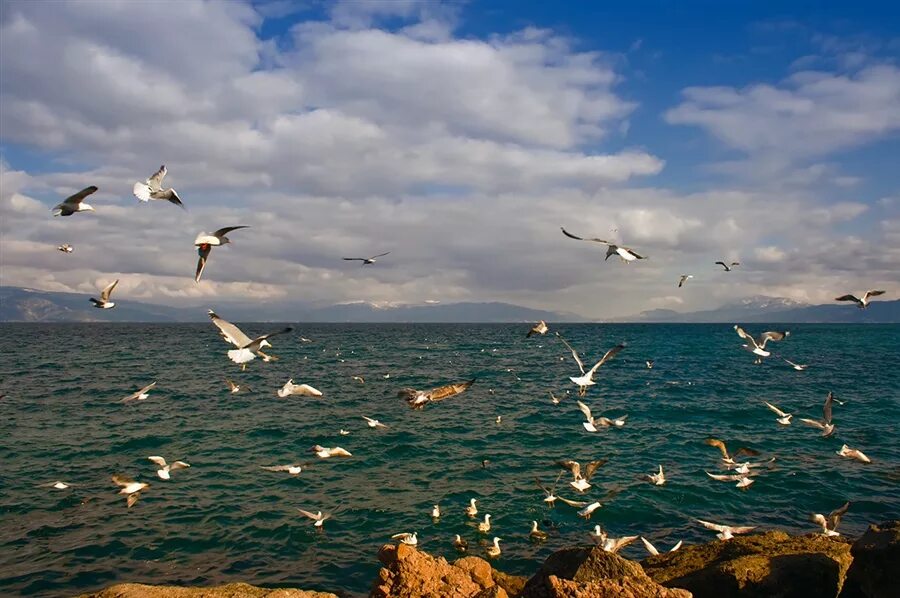 Прибой чайка. Море, Чайки. Азовское море с чайками летом. Море Чайки шум прибоя. Чайки над морем в картинах художников.