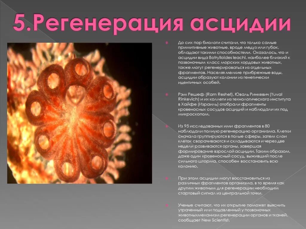 Образ жизни асцидии. Класс асцидии биология 7 класс. регенерация асцидии. образ жизни асцидий.