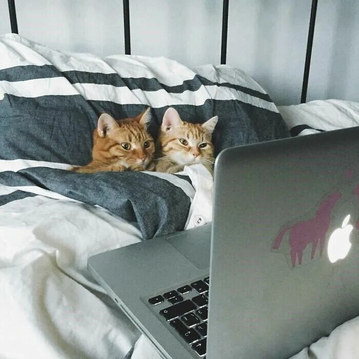 Matthew and 13 Cats: Cats, National cat day, Cat day