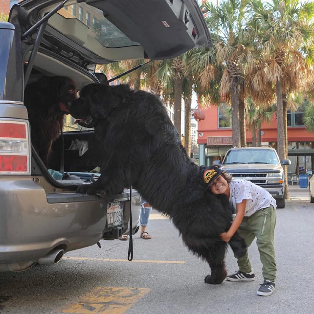 Боится больших собак. Собаки гиганты. Огромная собака на руках. Самая большая собака. Самые большие собаки.