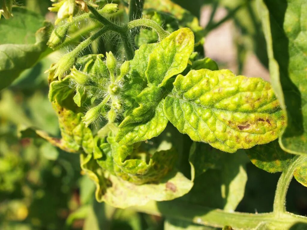 Болезни рассады томатов по листьям. Септориоз томатов. Tomato Yellow Leaf Curl virus. Кладоспориоз (белая пятнистость) томатов. Курчавость листьев томатов.