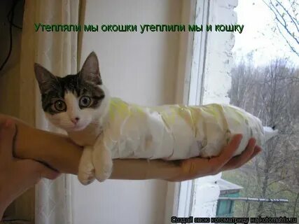 Кот шаурма