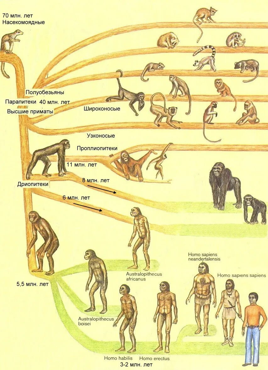 Происхождение и этапы эволюции. Эволюционные ветви развития человека. Ветвь развития человека Эволюция. Эволюционное Древо приматов и человека. Схема эволюционного развития приматов.
