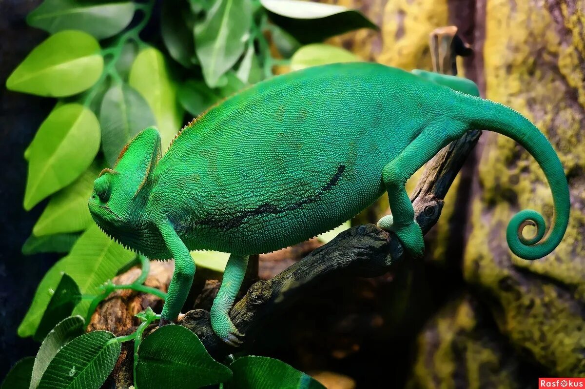 Calumma parsonii. хамелеон пантера. хамелеон даун. хамелеон зеленый. гигантский усамбрийский хамелеон.